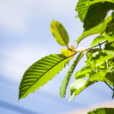 Kratom Strains: Understanding the Spectrum of Effects and Uses