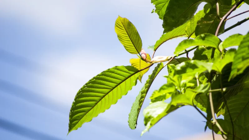 Kratom Strains: Understanding the Spectrum of Effects and Uses