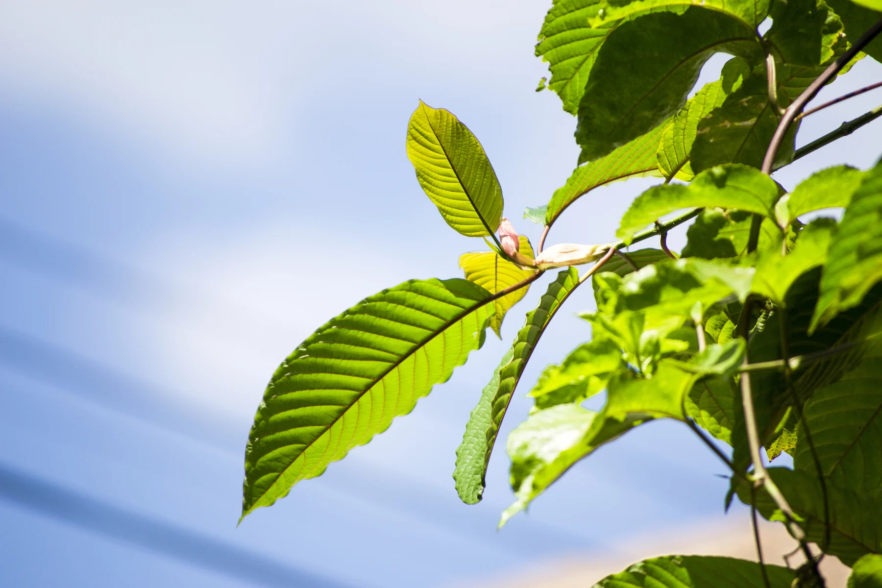 Kratom Strains: Understanding the Spectrum of Effects and Uses